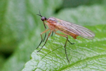 Empis trigramma