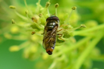 Epistrophella euchroma