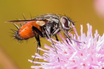 Rotgefleckte Raupenfliege