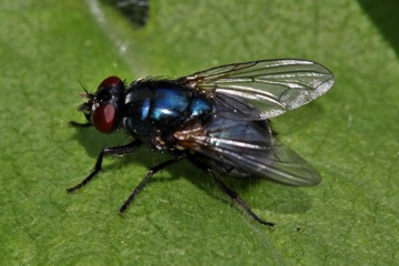 Eudasyphora cyanicolor