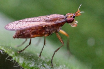 Euthicera fumigata