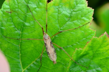 Eutonia barbipes