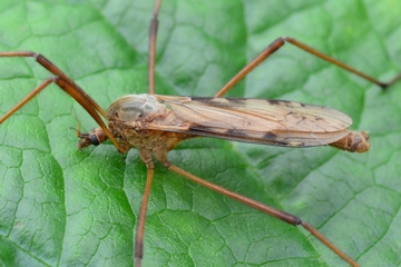 Eutonia barbipes