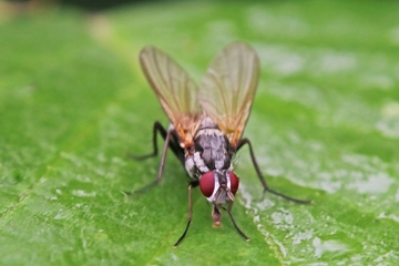 Eutrichota schineri