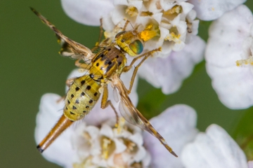 Flockenblumen-Bohrfliege