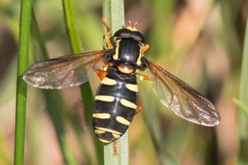 Frühe Gelbrand-Schwebfliege