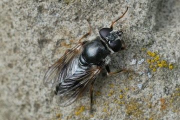 Gänsedistel-Erzschwebfliege