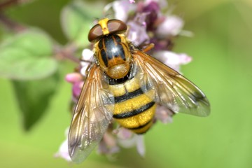 Gebänderte Waldschwebfliege