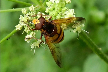 Gebänderte Waldschwebfliege