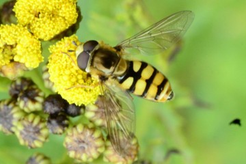 Gemeine Feldschwebfliege