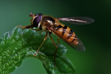 Gelbhaarige Wiesenschwebfliege