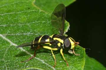 Späte Gelbrand-Schwebfliege