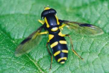 Späte Gelbrand-Schwebfliege