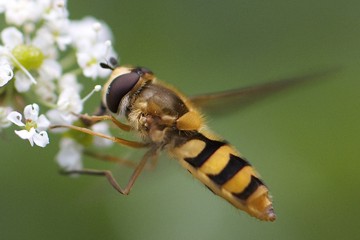 Gelbbein-Wiesenschwebfliege