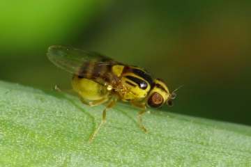 Gemeine Halmfliege