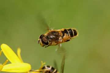 Gemeine Keilfleckschwebfliege