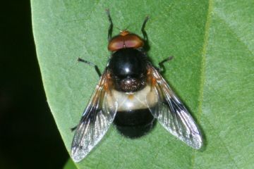 Gemeine Waldschwebfliege