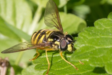 Gemeine Wespenschwebfliege