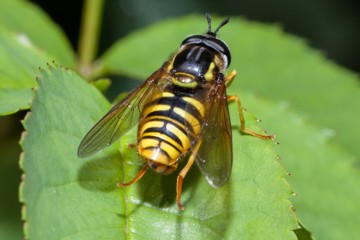 Gemeine Wespenschwebfliege