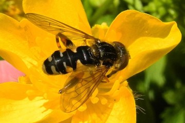 Gestreifte Nasenschwebfliege