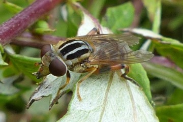 Gestreifte Nasenschwebfliege