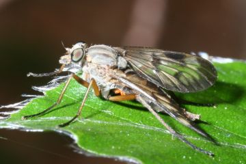 Gemeine Schnepfenfliege