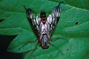 Gemeine Schnepfenfliege