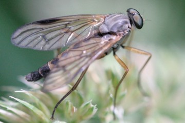 Gemeine Schnepfenfliege