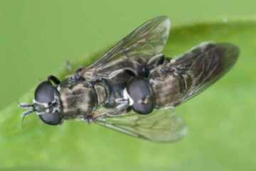 Gemeine Zwiebelschwebfliege