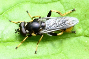 Goldhaar-Langbauchschwebfliege