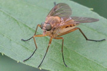 Goldgelbe Schnepfenfliege