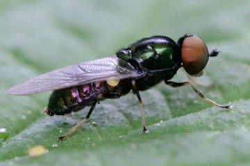 Grünglänzende Waffenfliege