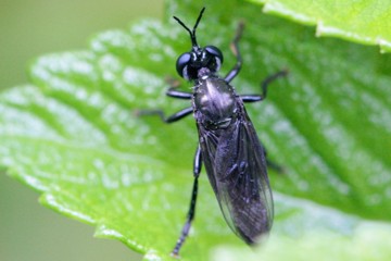 Schwarze Habichtsfliege