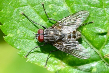 Helina evecta