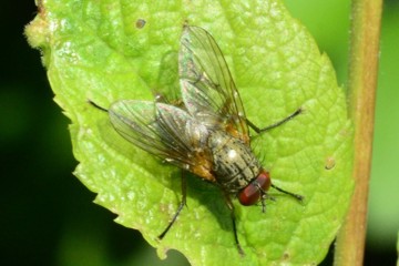 Helina impuncta