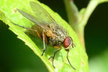 Helina impuncta