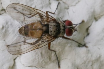 Helina sexmaculata