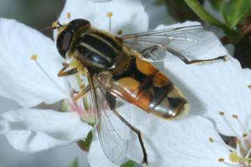 Helle Sumpfschwebfliege