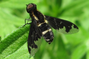 Hemipenthes maurus