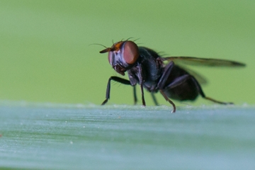 Herina palustris