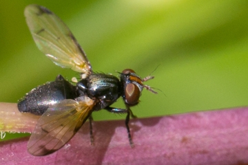 Herina palustris