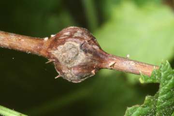 Himbeerrutengallmücke