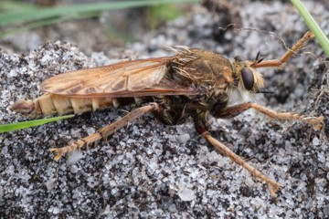 Hornissen-Raubfliege