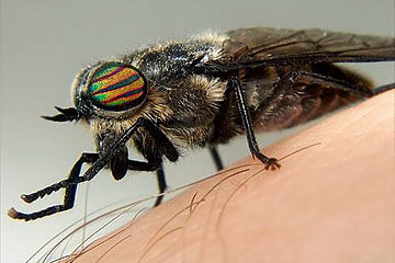 Hybomitra micans