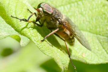 Hybomitra bimaculata