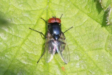 Hydrotaea ignava