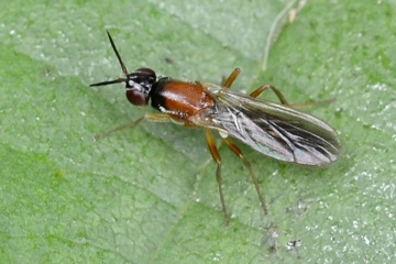 Imantimyia fulviventris