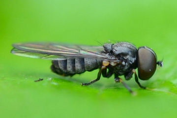 Jassidophaga fasciata