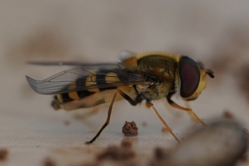 Kleine Schwebfliege