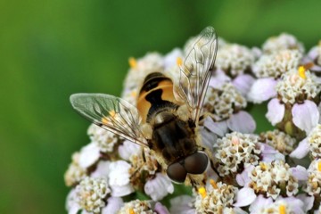 Kleine Keilfleckschwebfliege